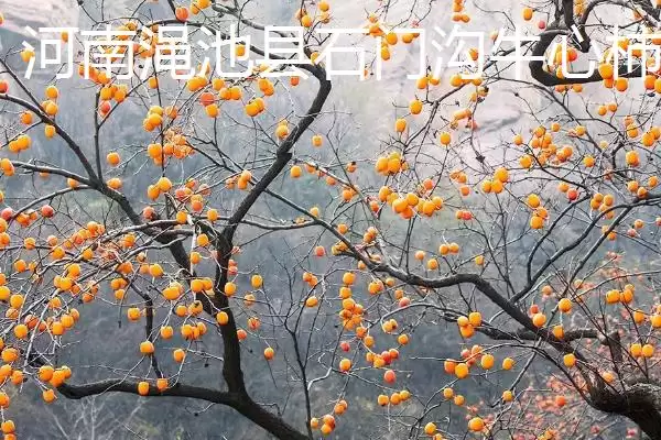 图片[7]-哪些地方产出的柿子比较好吃且有名？-会东网