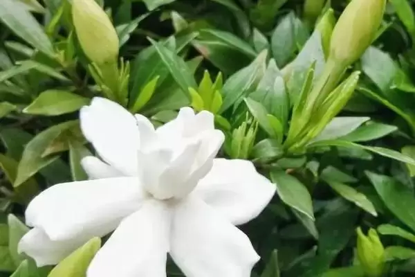 图片[4]-栀子花只长花苞不开花的原因？-会东网