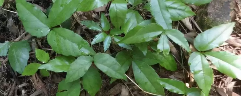 三叶青种植前景为何能卖上千元?-会东网