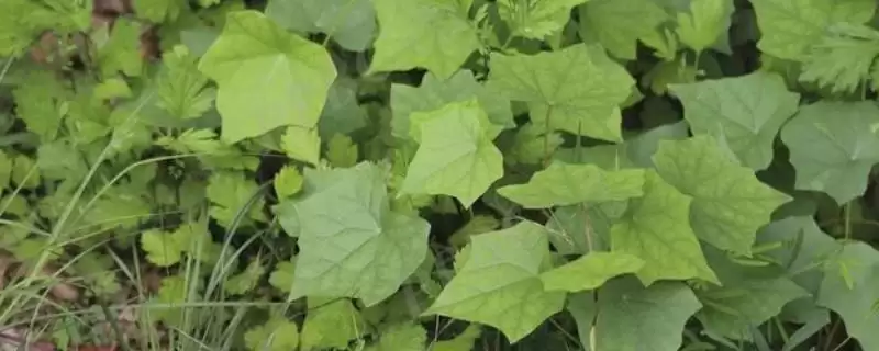 北豆根种植用何疏松排水土壤?-会东网