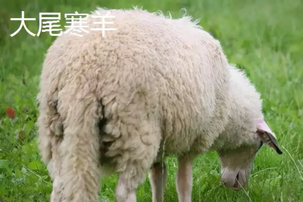图片[9]-山东省临清市有哪些传统名吃特产？-会东网