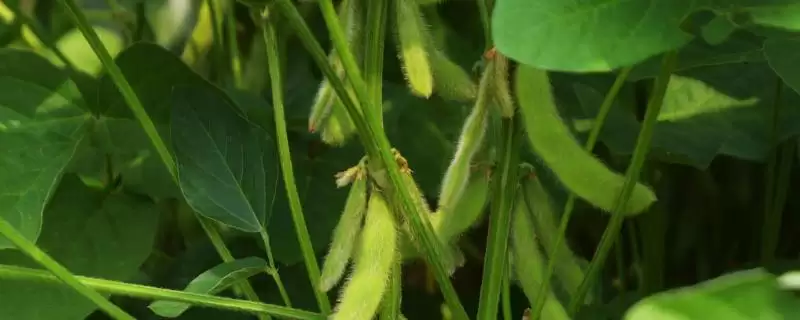 中黄49大豆品种适宜播期何时？-会东网