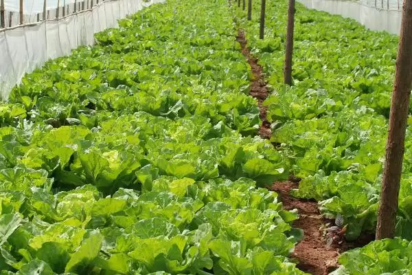 图片[4]-夏季蔬菜如何以防为主防病虫害？-会东网