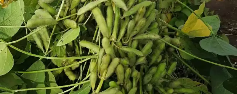 圣豆29大豆品种普通夏大豆特性？-会东网