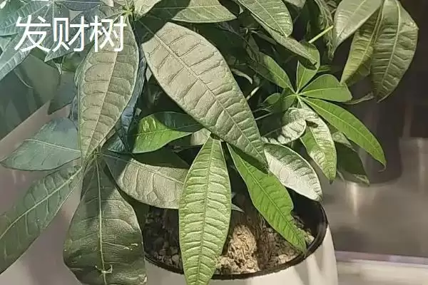 图片[10]-哪些室外花卉耐寒耐旱如龟背竹等？-会东网
