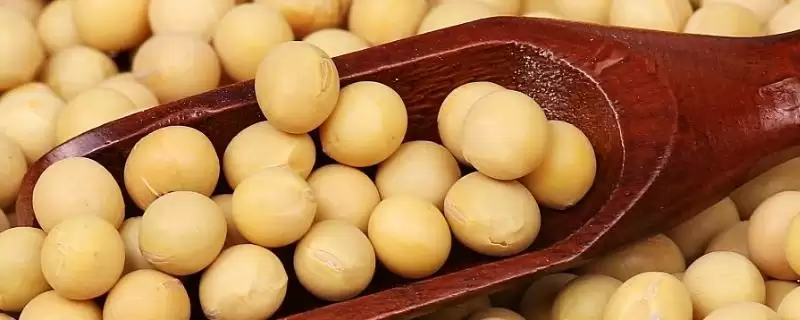 龙小粒豆2号大豆种子为何选中等肥力地?-会东网