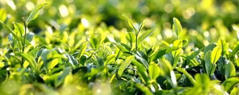婺源绿茶价格一斤最低多少钱?-会东网