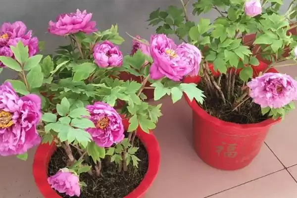 图片[6]-牡丹花大多在什么时间开放和品种？-会东网