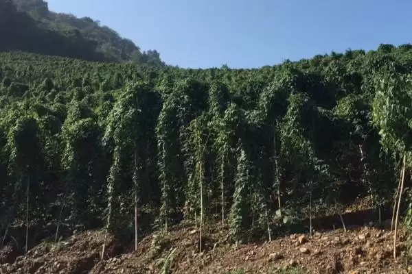 图片[3]-山药种植如何选微酸性至中性土？-会东网