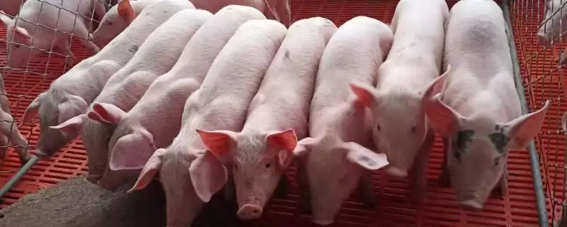 仔猪出生30天后可撤保温灯吗？-会东网