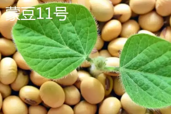 图片[3]-内蒙古大豆常见的有哪8个品种呢？-会东网