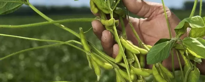圣豆十号大豆种如何防治病虫草害？-会东网