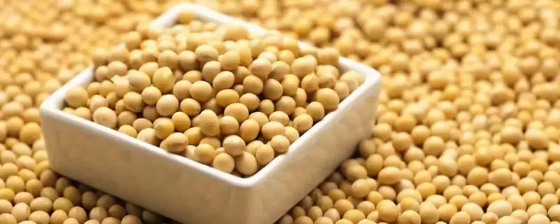 铁豆105大豆种子比对照生育期早？-会东网