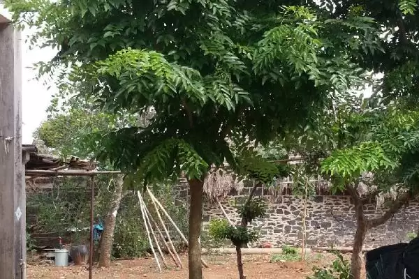 图片[4]-越南黄花梨多生长在哪些地方？-会东网