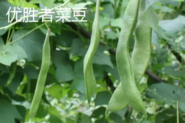 图片[3]-芸豆常见有哪些品种如芸丰627？-会东网