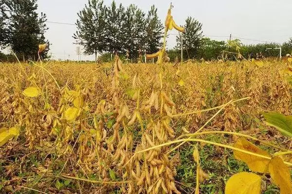 图片[2]-石鲜11大豆种子适宜播期在何时？-会东网