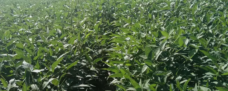 双602大豆品种播种前如何包衣?-会东网