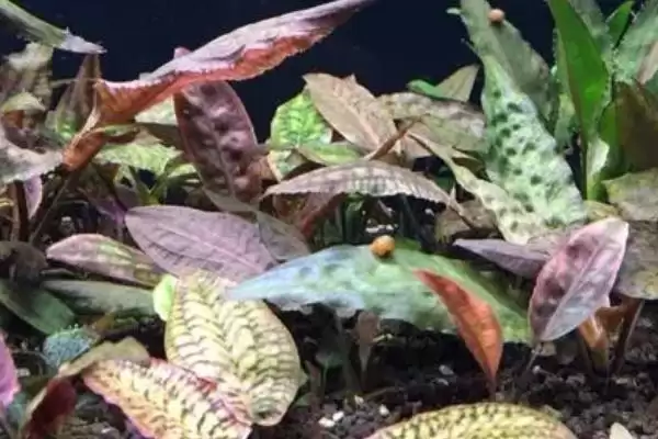 图片[4]-水族椒草生长适宜温度是多少？-会东网