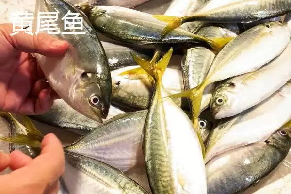 图片[2]-钓黄尾鱼晚上比白天好钓的原因？-会东网