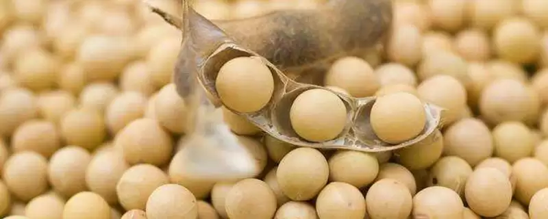 龙黄2号大豆品种在适应区何时开始播种?-会东网