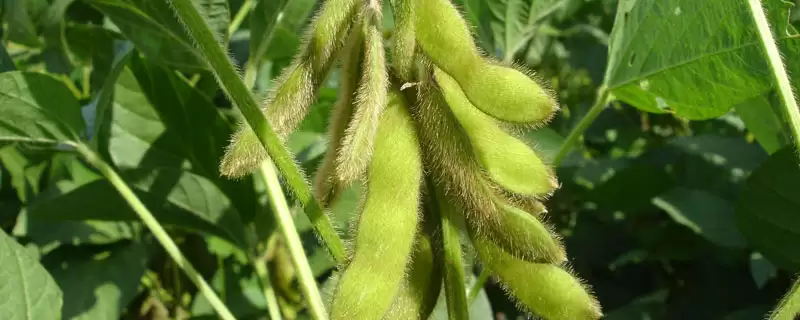 潍豆10号大豆品种中等肥力亩种?-会东网