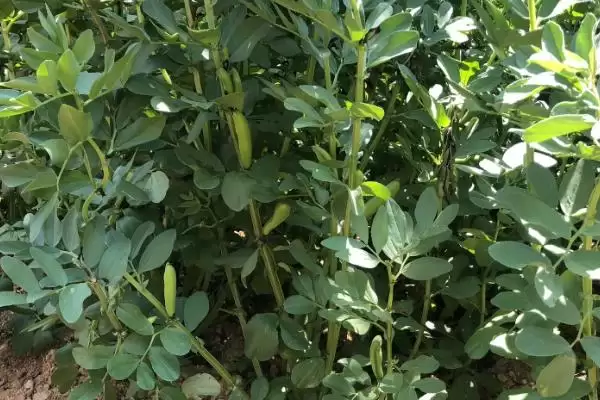 图片[5]-种植蚕豆重茬种植有何影响？-会东网