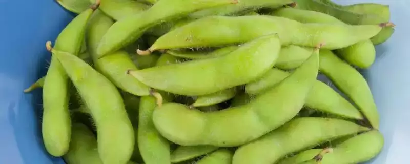 毛豆和黄豆之间存在怎样的等同关系?-会东网