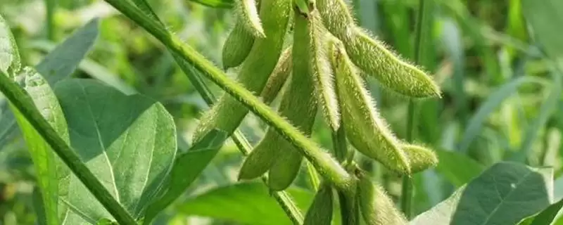 浙农秋丰4号大豆种子亩密度?-会东网