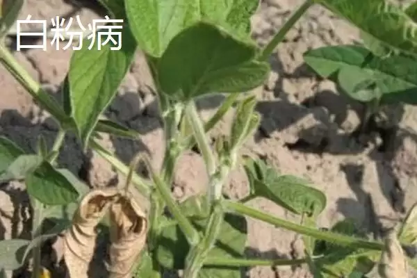 图片[3]-毛豆常见病害防治关键是抗病种？-会东网