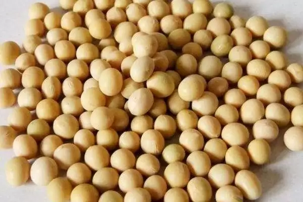 图片[4]-石茶色豆4号大豆种子高抗病毒特性？-会东网