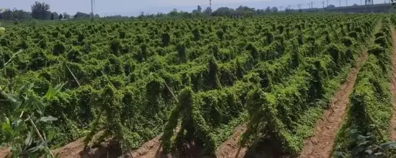 山药高产施肥技术,喜欢肥效较长的有机肥吗?-会东网