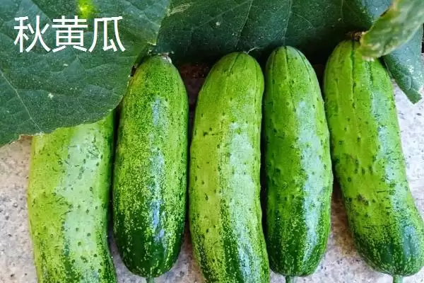 图片[4]-七月份适合种植哪些农作物呢？-会东网