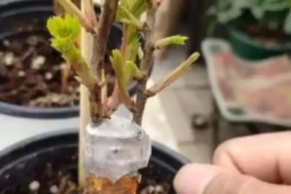 图片[3]-盆栽月季花单枝套袋如何养护？-会东网