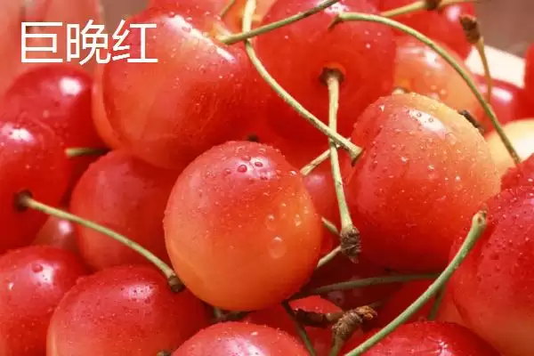 图片[15]-大红灯樱桃肉质松软有何酸甜味？-会东网