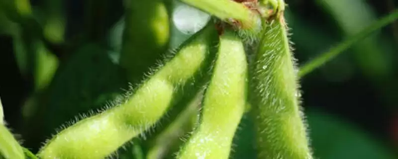 闽豆1号大豆种子抢晴播种有何要点？-会东网