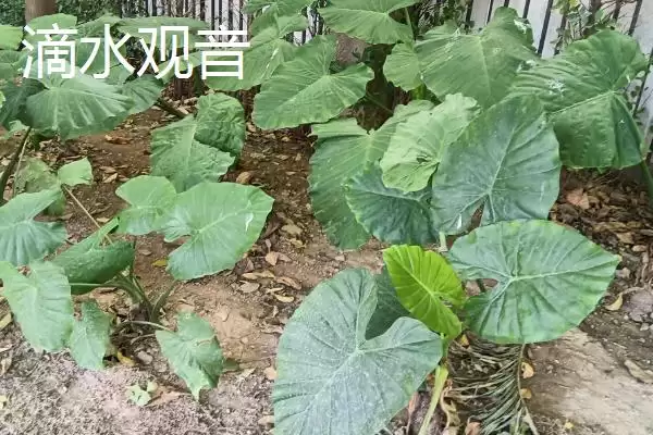 图片[5]-哪些室外花卉耐寒耐旱如龟背竹等？-会东网