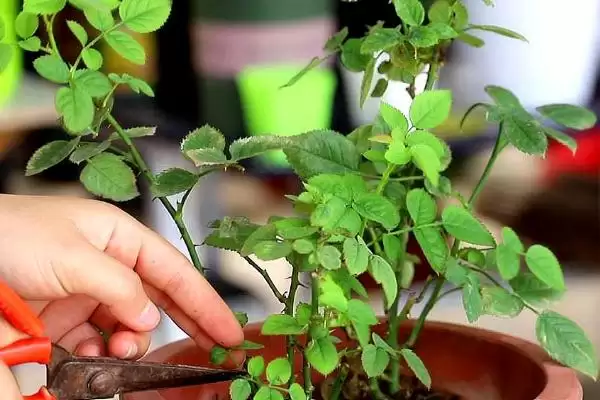 图片[5]-盆栽月季花单枝套袋如何养护？-会东网