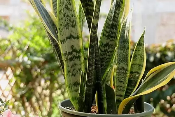 图片[6]-虎皮兰属于百合目科有何植物特征？-会东网