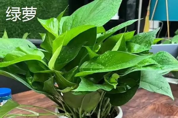 图片[6]-哪些室外花卉耐寒耐旱如龟背竹等？-会东网