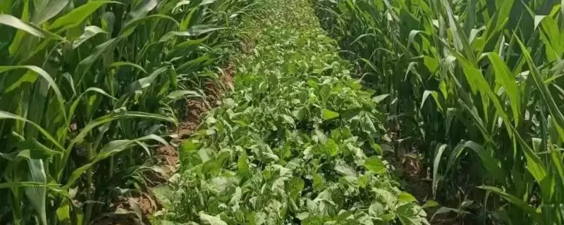 星农25号大豆品种中等肥力亩种?-会东网