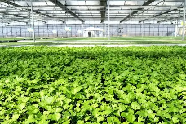 图片[3]-温室大棚蔬菜阴雨天如何灭虫？-会东网