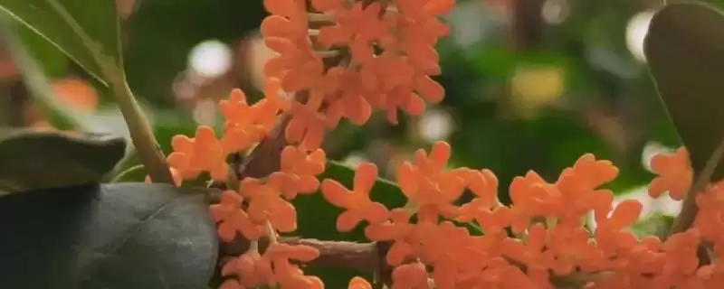 盆栽丹桂抽梢时如何施氮肥？-会东网