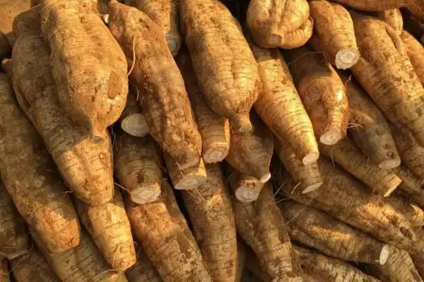 图片[3]-葛根作为野葛干燥根茎是指什么？-会东网