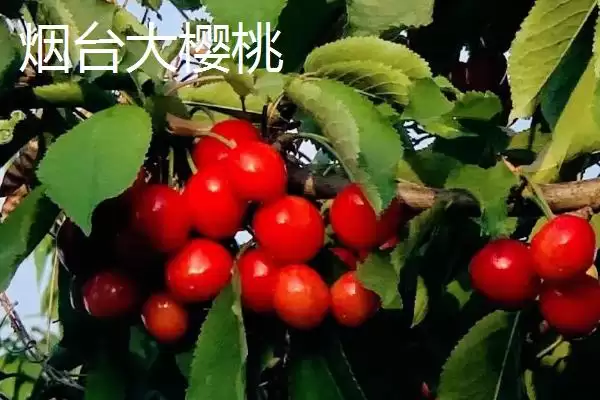 图片[14]-山东省临清市有哪些传统名吃特产？-会东网