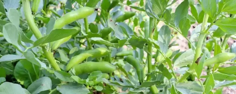 种植蚕豆重茬种植有何影响？-会东网