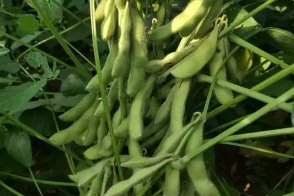 图片[3]-齐黄34大豆种子如何防治害虫？-会东网