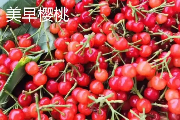 图片[4]-大红灯樱桃肉质松软有何酸甜味？-会东网
