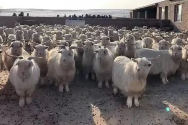 图片[2]-绒山羊育肥前如何免疫和驱虫？-会东网