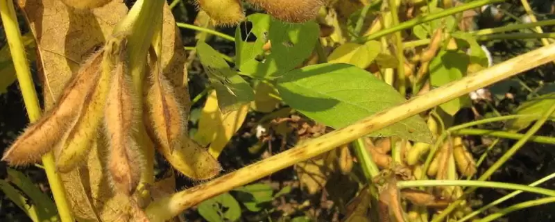 圣豆37大豆种子生育期平均多少天?-会东网