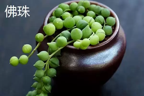 图片[2]-哪些多肉植物如佛珠等具有香味？-会东网